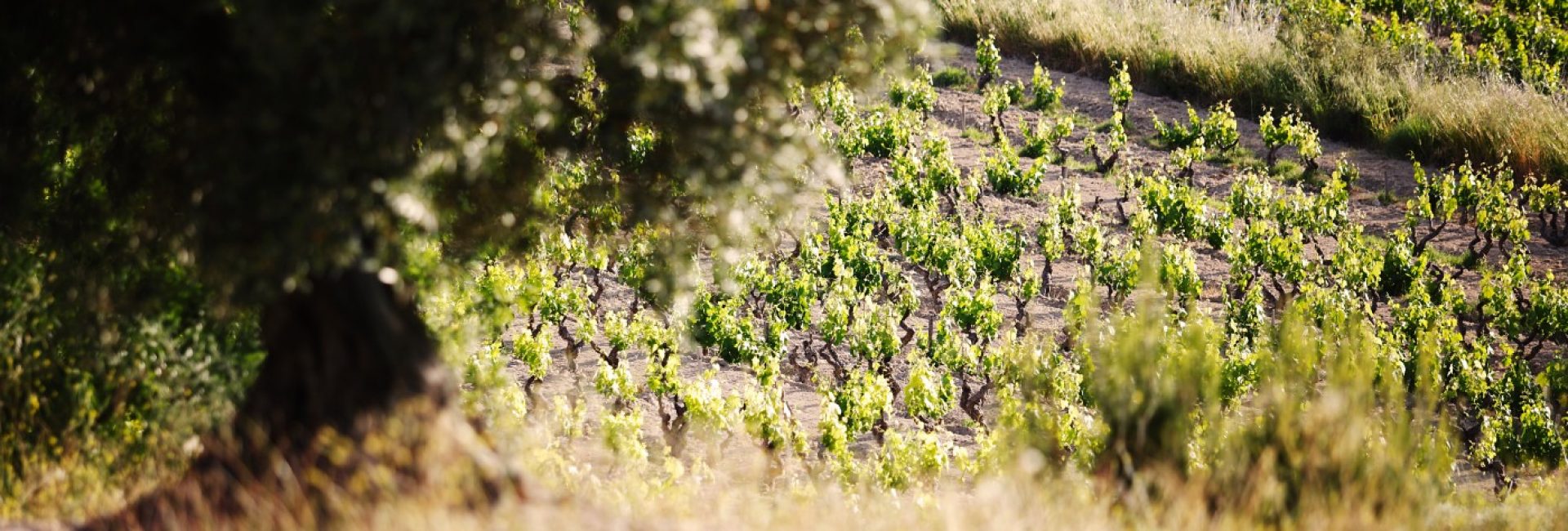 vignes-et-paysages-32-1-update=20200914135455